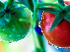 Food Freedom: Backyard Strategies You Can Try Today