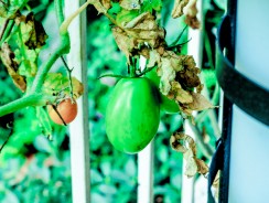 Here’s the Absolute Best Way to Tell If a Wild Plant is Edible