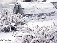 Winter Homesteading: A Must-Read Guide to Staying Ahead