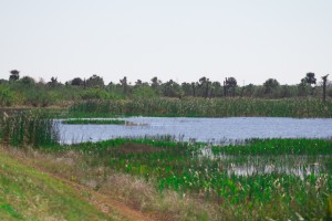 lake-in-the-woods